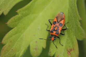 Bugs | Essex Wildlife Trust